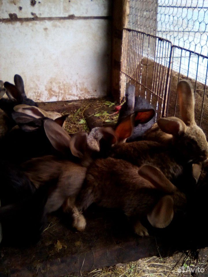 Кролики.фландеры купить на Зозу.ру - фотография № 2