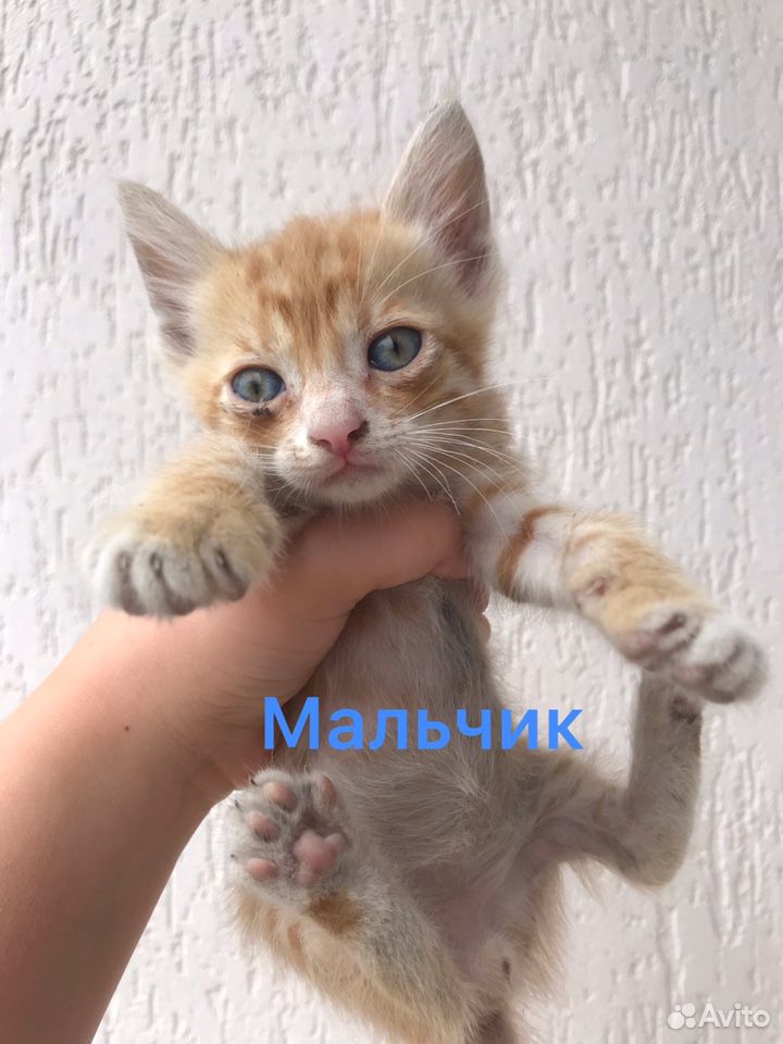 Хорошие котята в добрые руки купить на Зозу.ру - фотография № 6