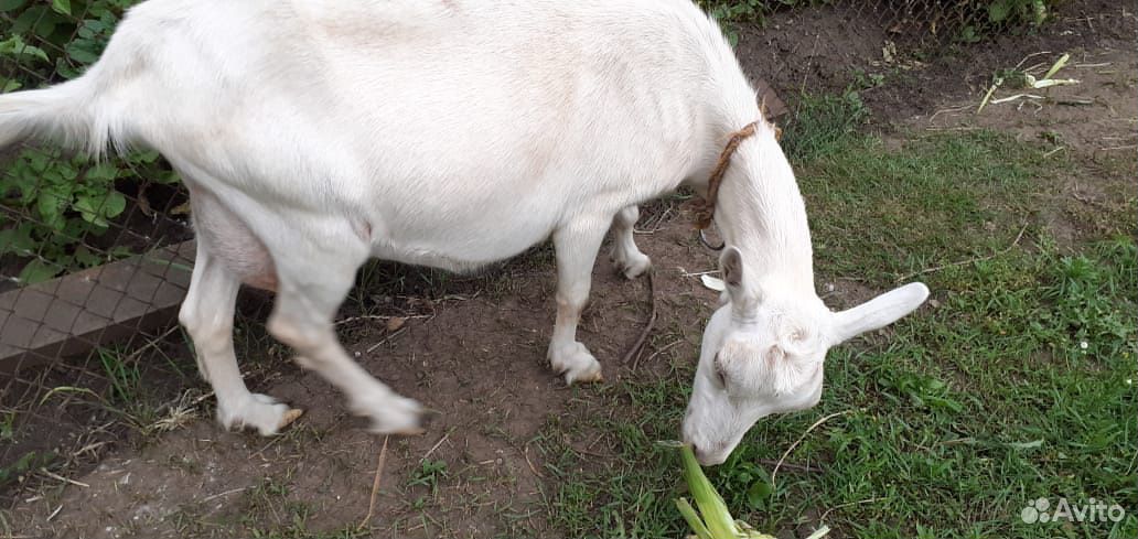 Высокоудойная коза купить на Зозу.ру - фотография № 5