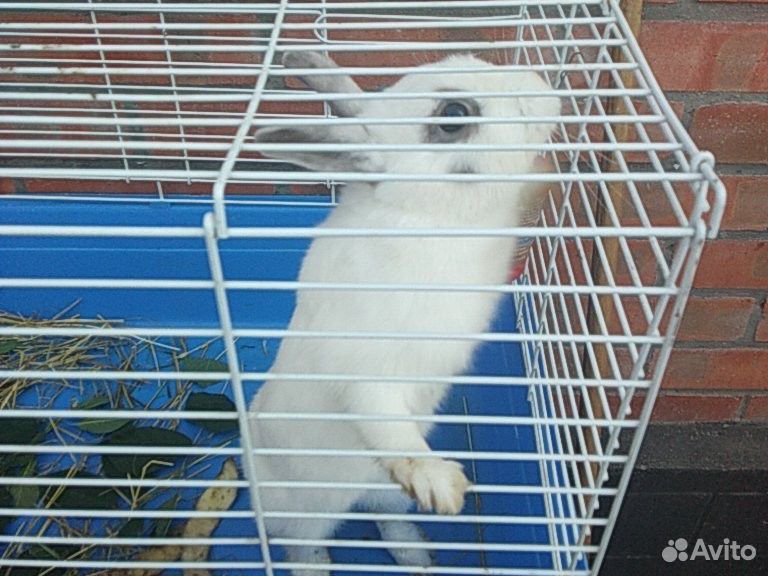 Декоративный кролик с клеткой купить на Зозу.ру - фотография № 1