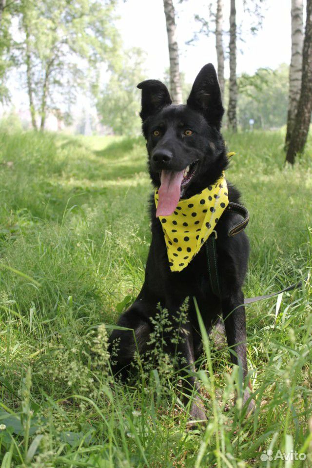 Активный пёс в дар купить на Зозу.ру - фотография № 6