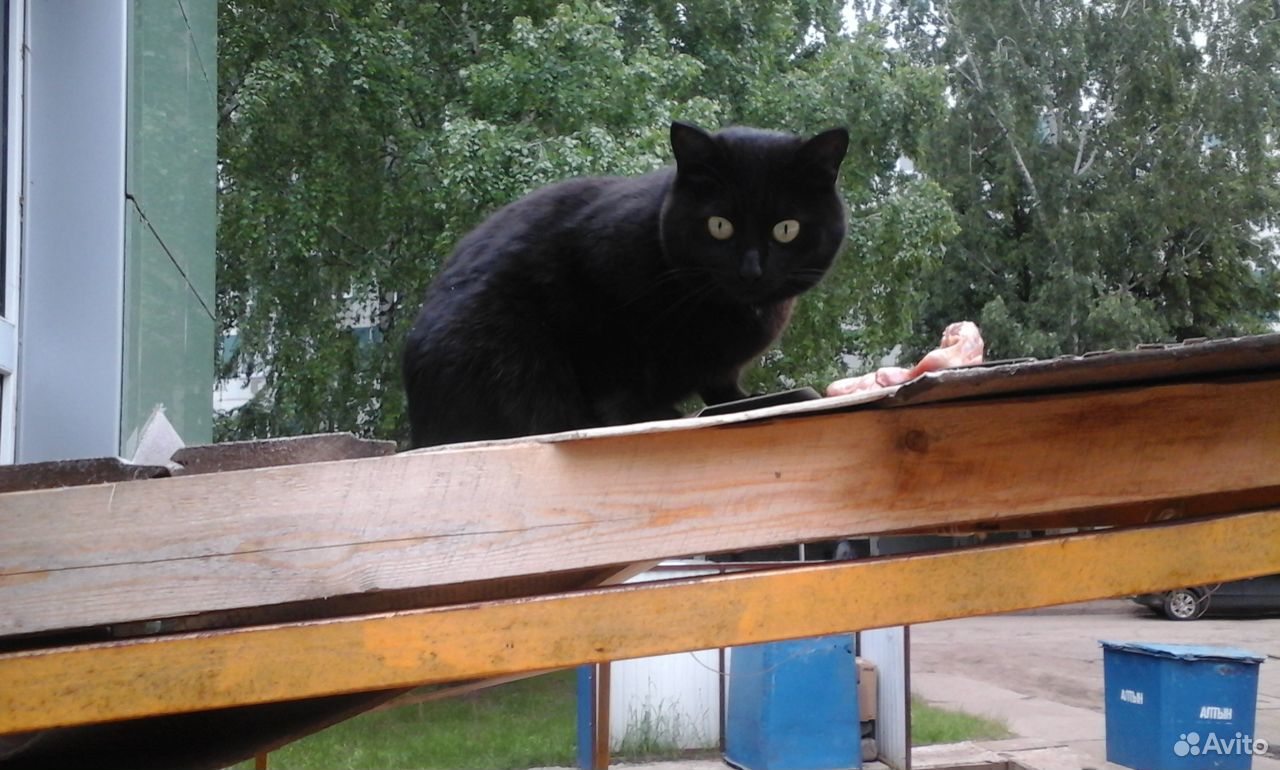Кошечка Багира ищет новый дом купить на Зозу.ру - фотография № 1