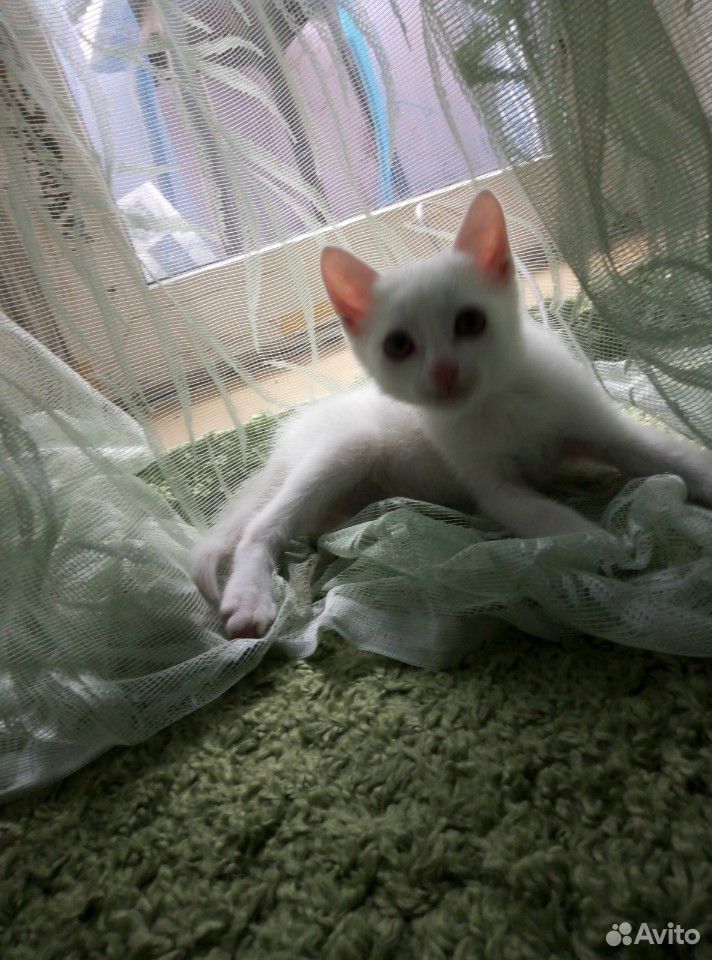 Котёнок купить на Зозу.ру - фотография № 2