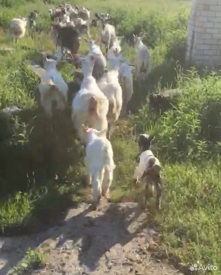 Доений козы купить на Зозу.ру - фотография № 1