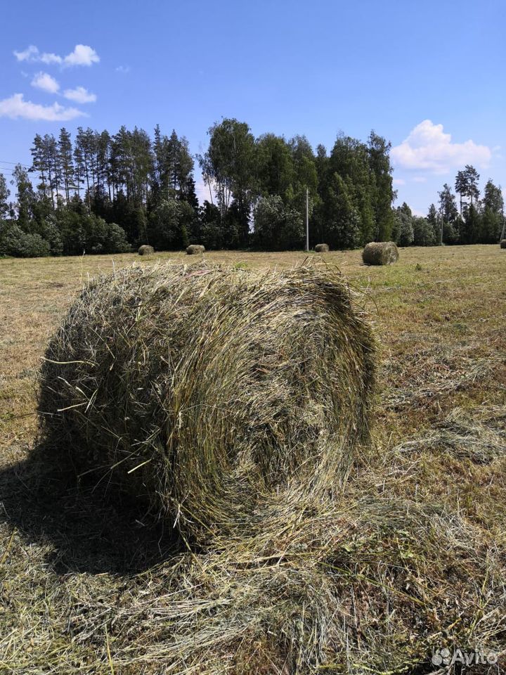 Продажа сена урожая 2020 года купить на Зозу.ру - фотография № 2