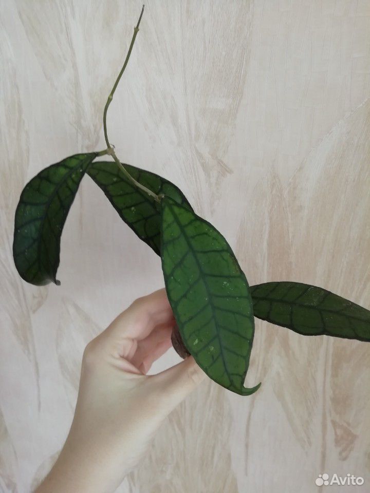 Hoya callistophylla купить на Зозу.ру - фотография № 1