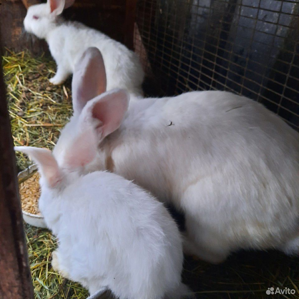 Продам кроликов разных пород купить на Зозу.ру - фотография № 7