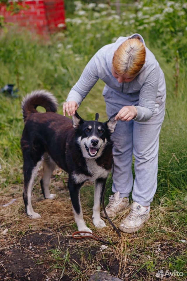 Собака Ляля ищет дом купить на Зозу.ру - фотография № 3