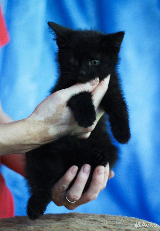 Черные котята, мальчики, 2 месяца купить на Зозу.ру - фотография № 3