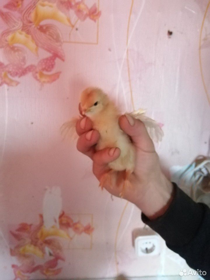 Цыпленок-11 суток купить на Зозу.ру - фотография № 2