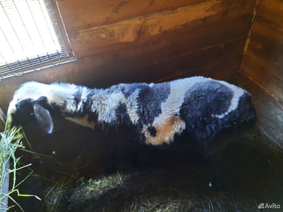 Овца с овечкой купить на Зозу.ру - фотография № 4