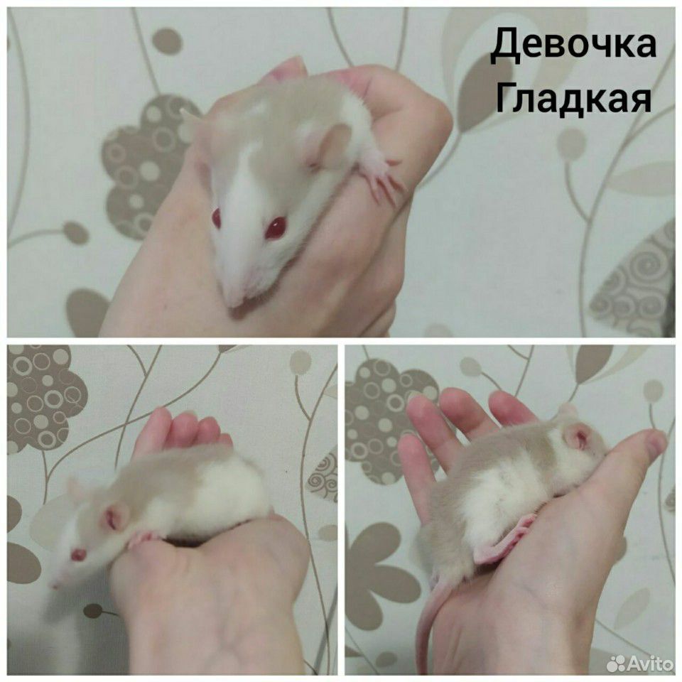 Крысята декоративные купить на Зозу.ру - фотография № 4