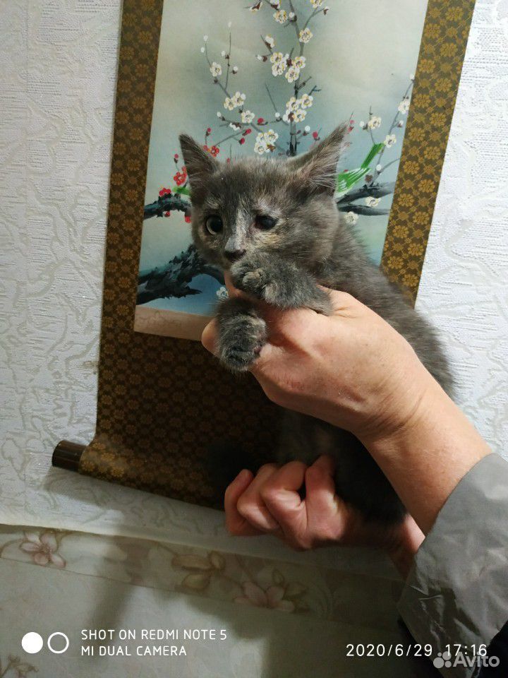 Котята в поиске хозяина купить на Зозу.ру - фотография № 2