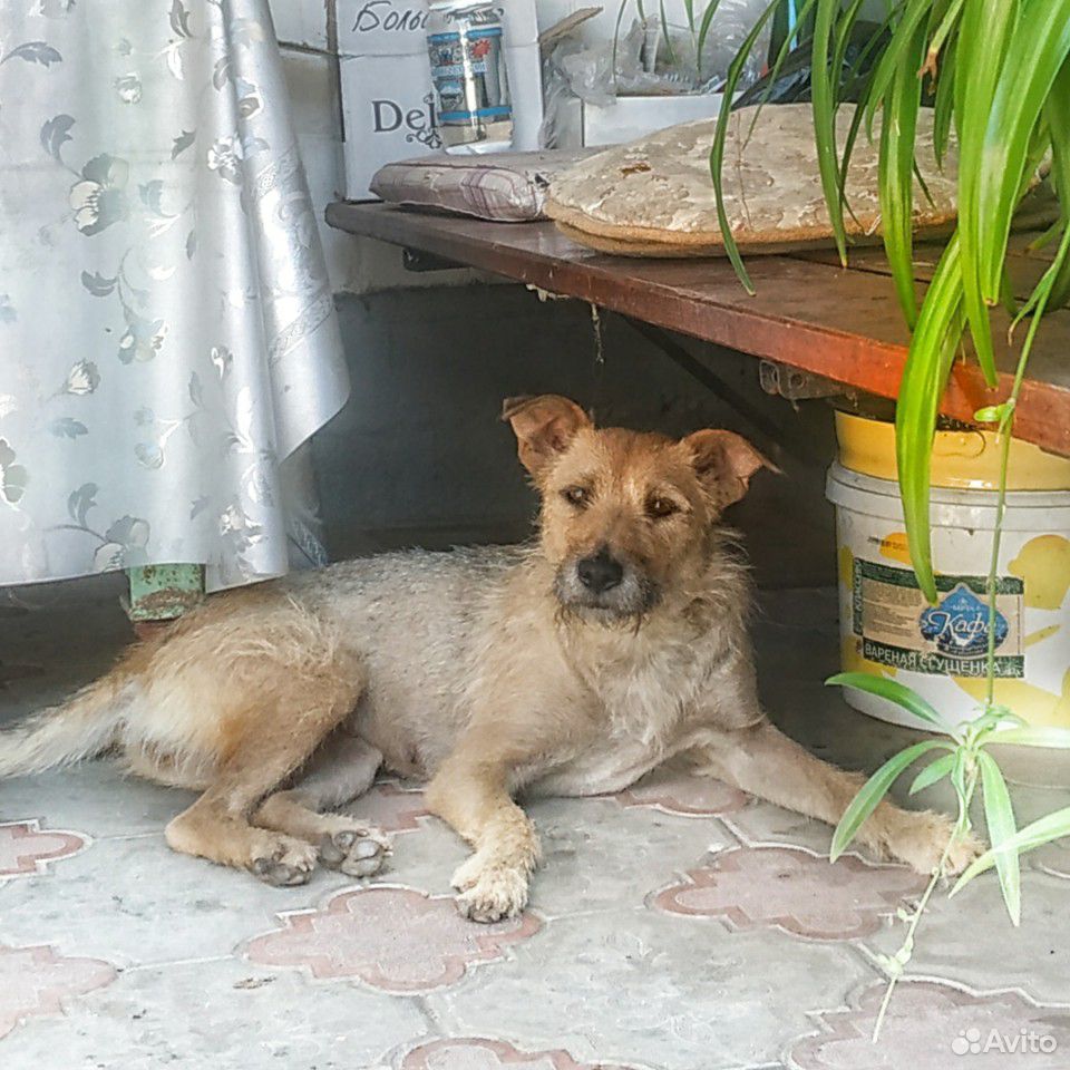 Лучшая собака ищет дом купить на Зозу.ру - фотография № 1