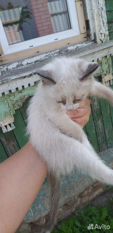 Котята, от мамы крысыловки купить на Зозу.ру - фотография № 8