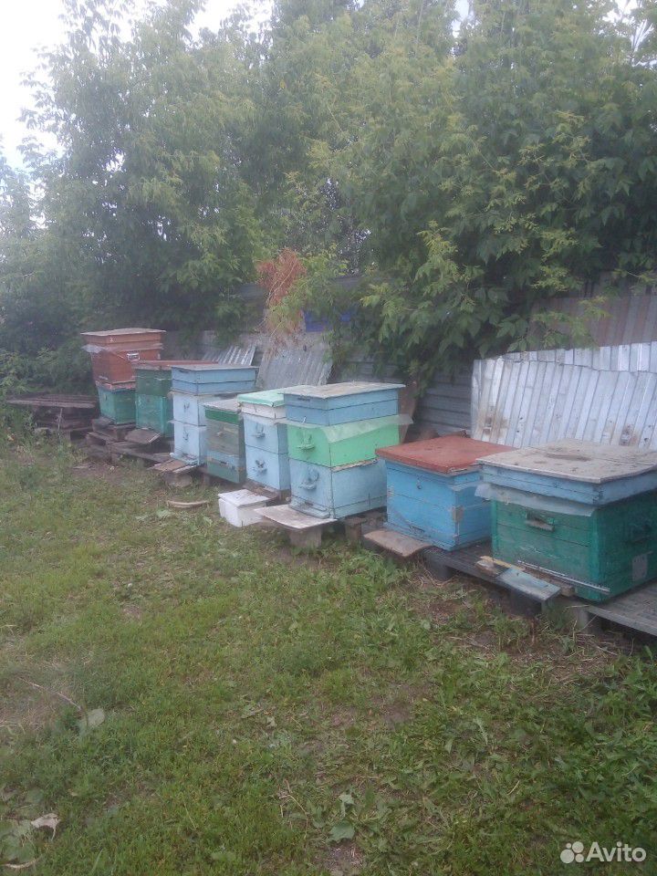 Продаю пчёл отводки и рои купить на Зозу.ру - фотография № 1