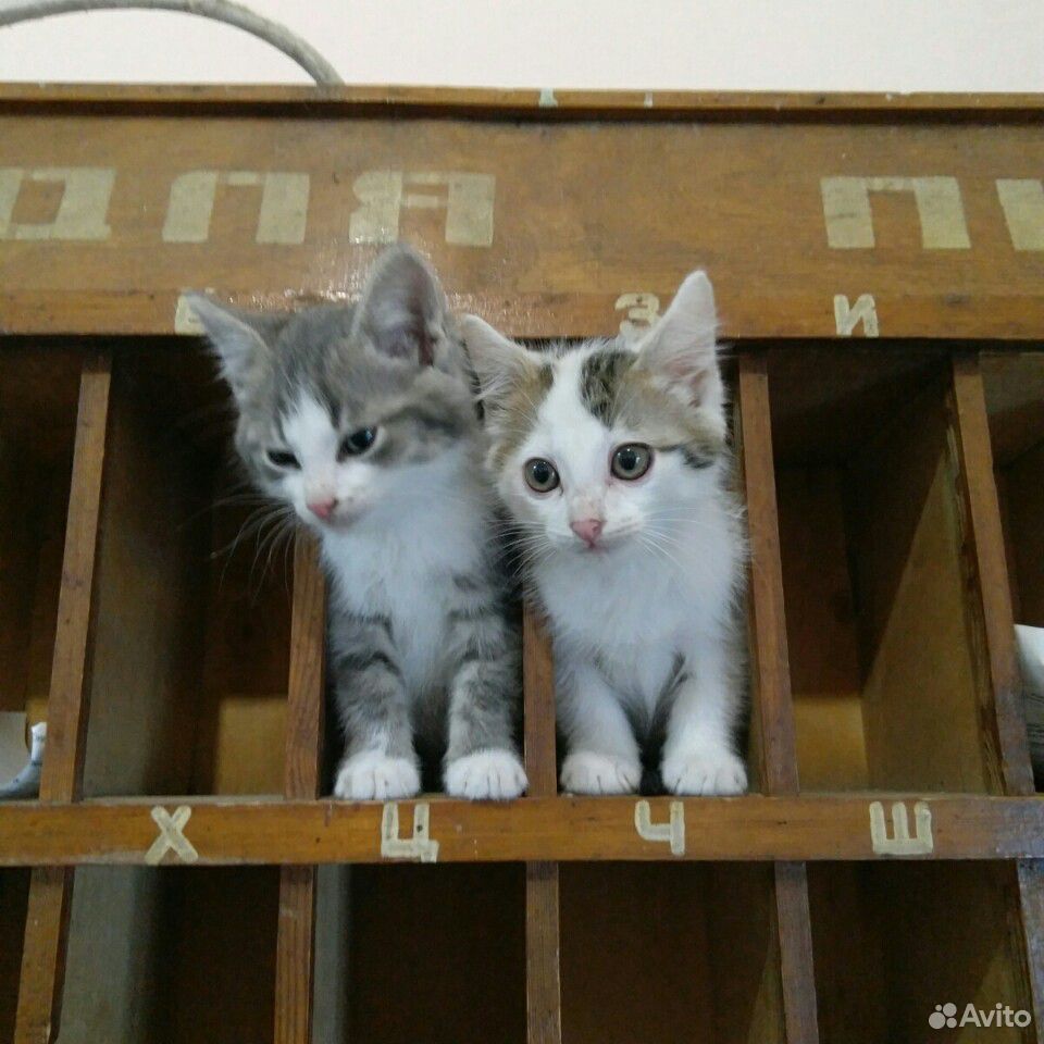 2 кота купить на Зозу.ру - фотография № 3