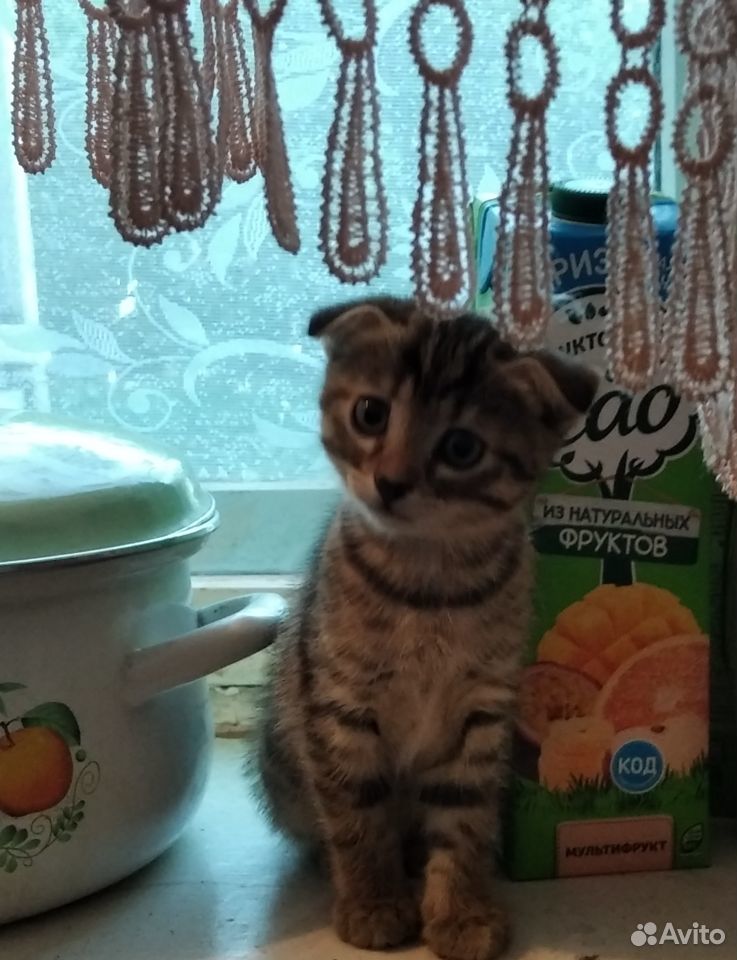 Кошечка,2 месяца купить на Зозу.ру - фотография № 1