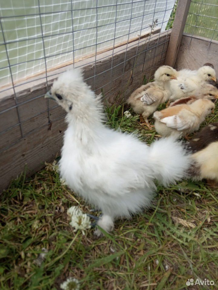 Инкубационное яйцо китайское бел шелковой курицы купить на Зозу.ру - фотография № 1