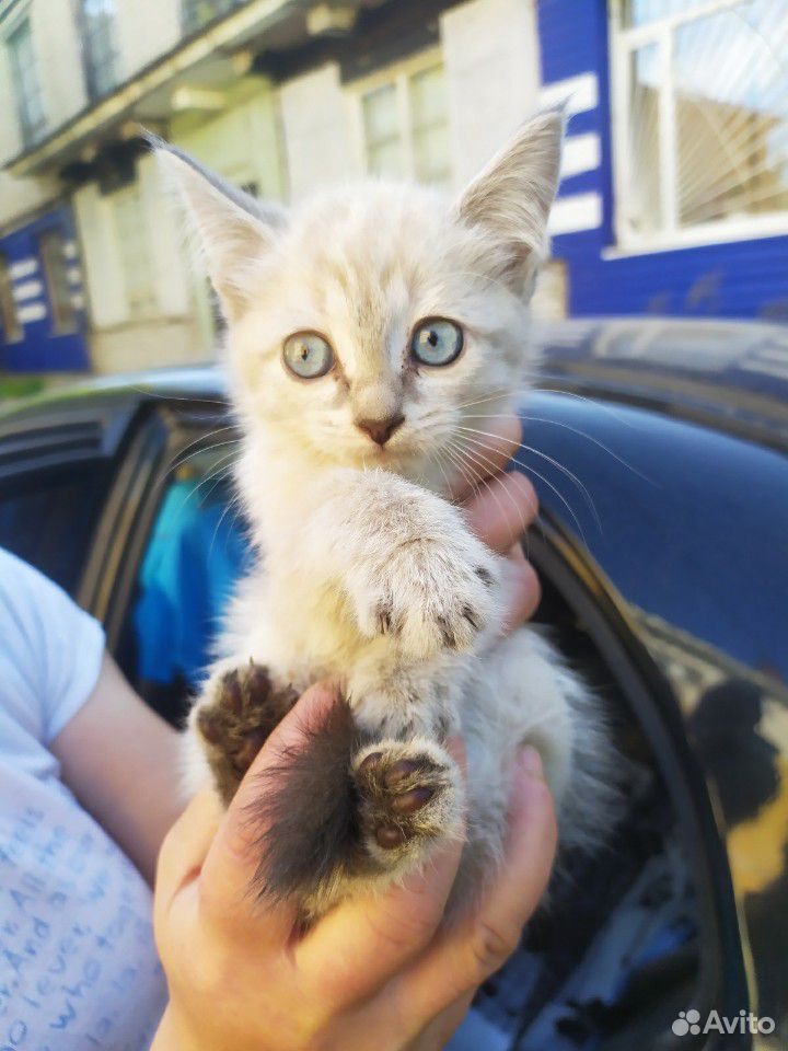 Котенок тайский купить на Зозу.ру - фотография № 1