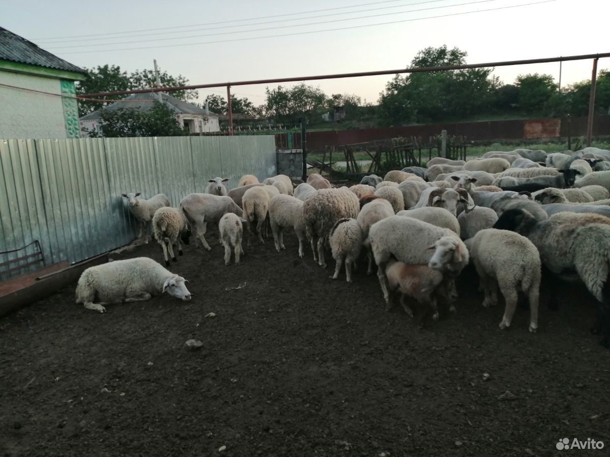 Продам овец и ягнят купить на Зозу.ру - фотография № 2