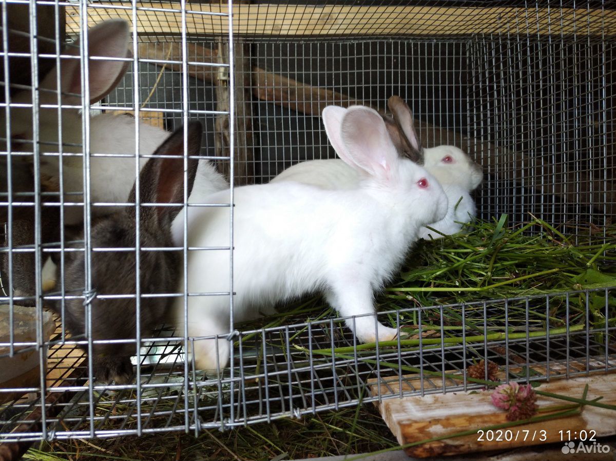 Мясо кролика, кролики, крольчата, петушки купить на Зозу.ру - фотография № 7