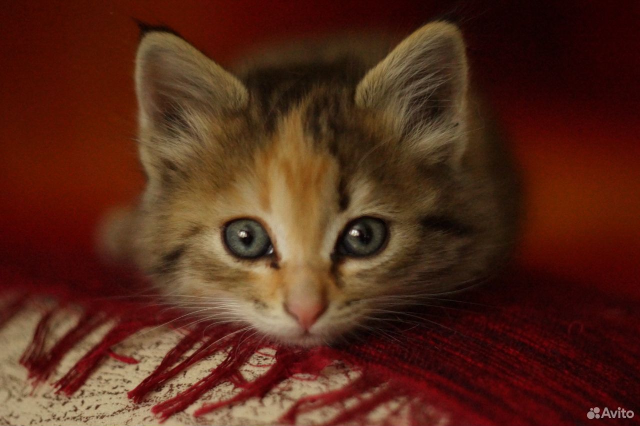 Трехцветный котенок в добрые руки купить на Зозу.ру - фотография № 1