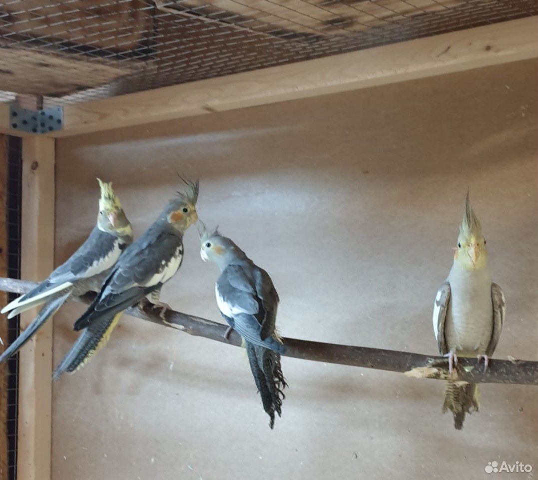 Птенцы волнистых попугаев, амадин, корелл купить на Зозу.ру - фотография № 3