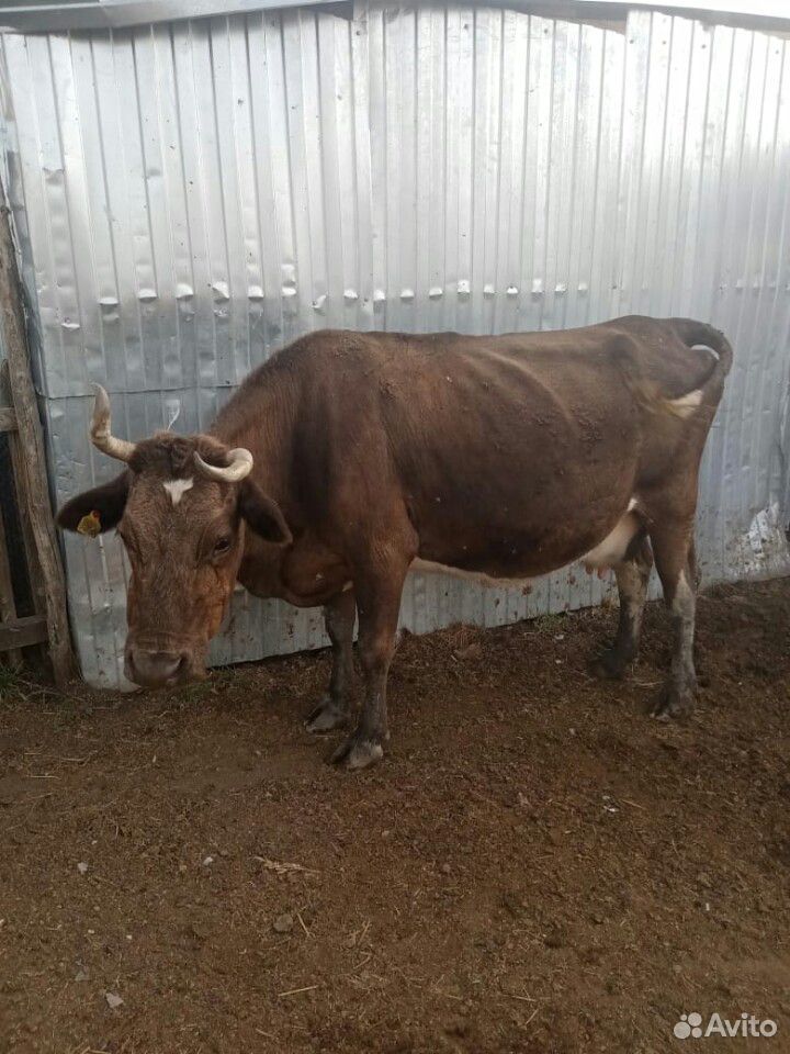 Продаётся корова 45 тысяч купить на Зозу.ру - фотография № 2
