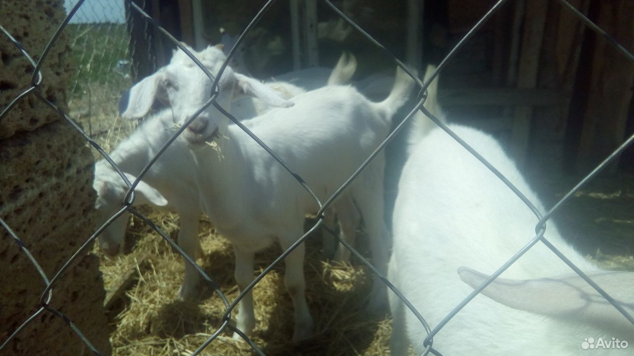 Дойная коза 2,5-2,7 л молока без запаха купить на Зозу.ру - фотография № 5