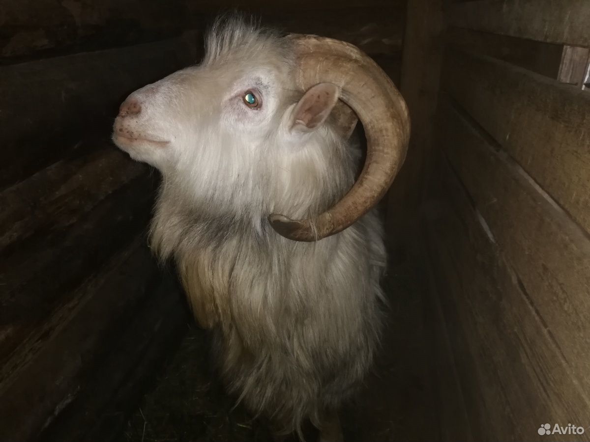 Продается козёл на мясо или на осеменение коз купить на Зозу.ру - фотография № 2