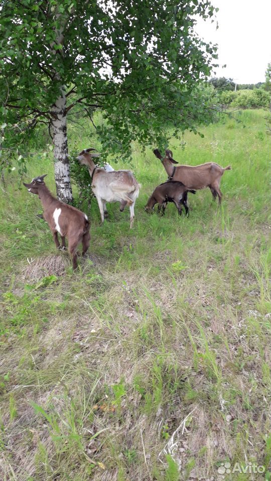 Продаются дойные козы и козлята купить на Зозу.ру - фотография № 2
