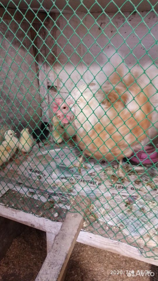 Курица с цыплятами купить на Зозу.ру - фотография № 5