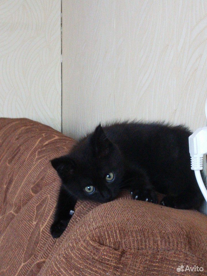 Черный котенок купить на Зозу.ру - фотография № 3
