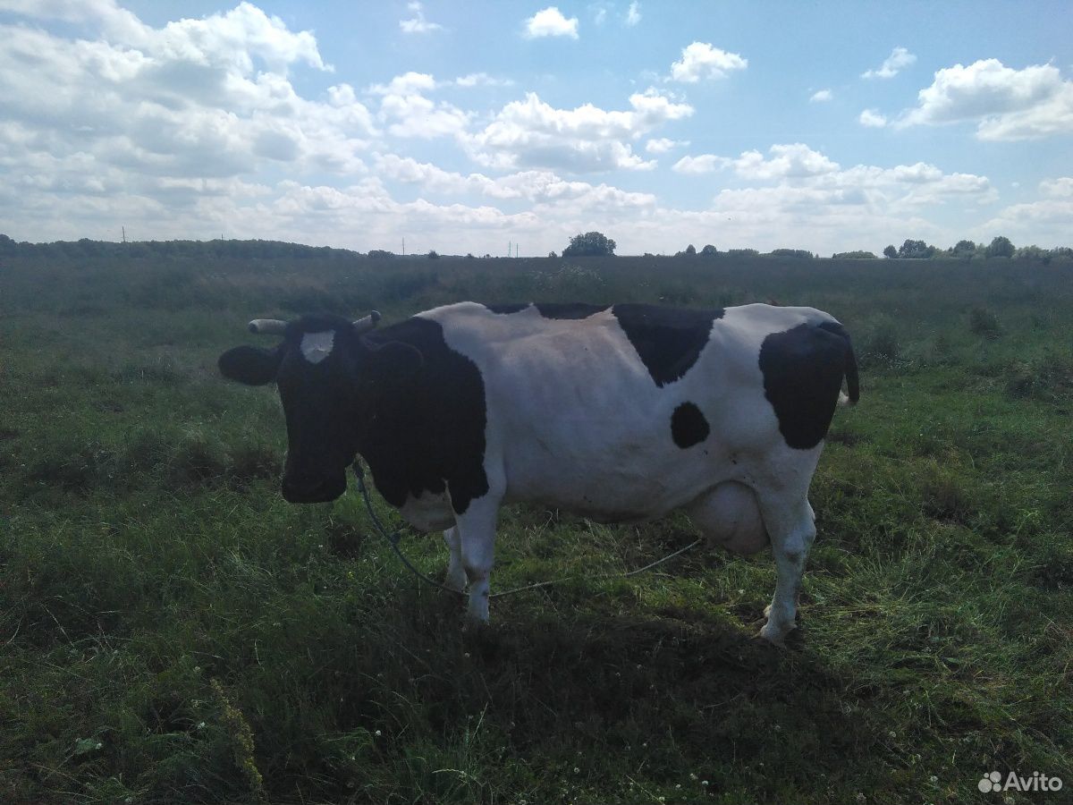 Продам корову и быка купить на Зозу.ру - фотография № 2