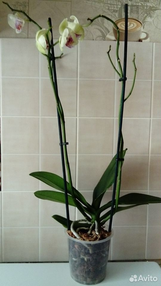 Орхидея фаленопсис. Лилии купить на Зозу.ру - фотография № 1