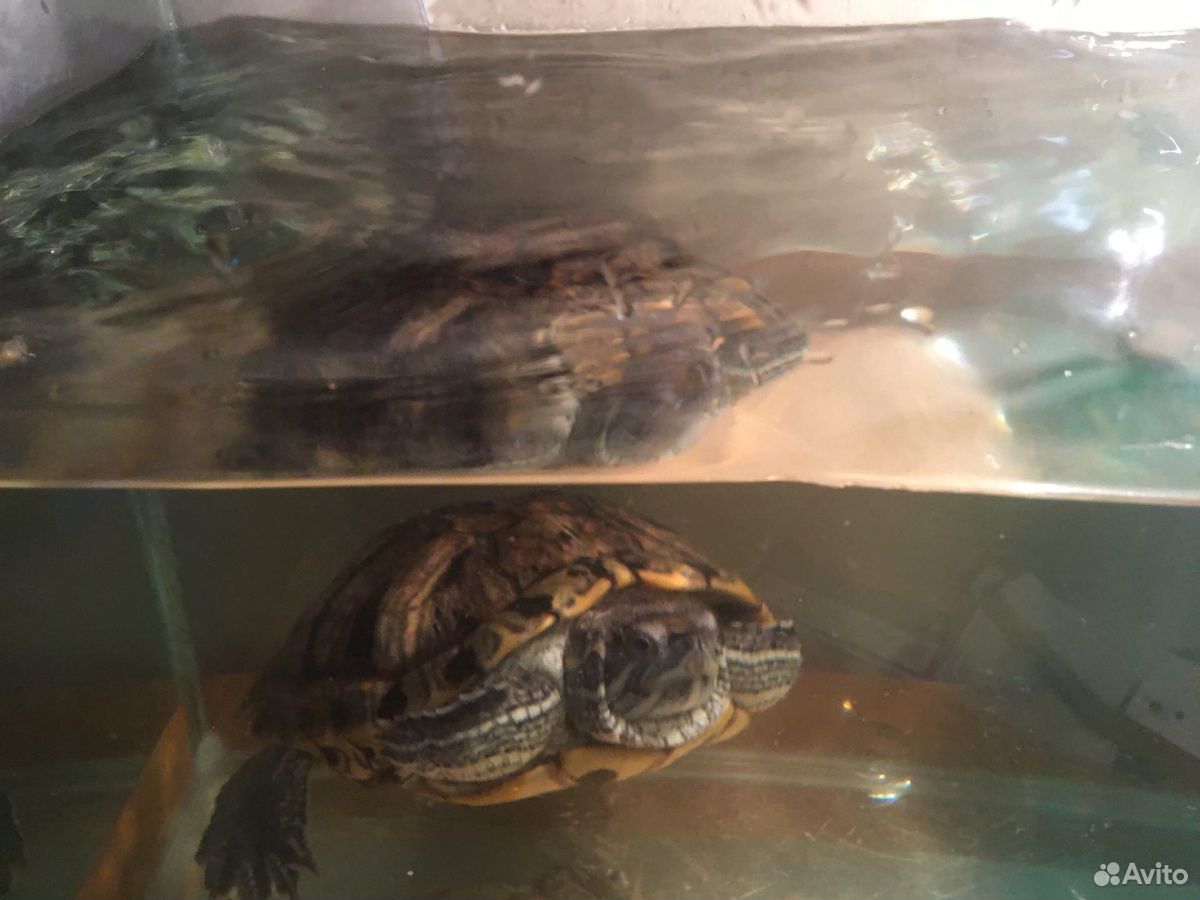Черепаха красноухая с аквариумом купить на Зозу.ру - фотография № 3