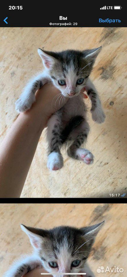 Отдам котят бесплатно в добрые руки купить на Зозу.ру - фотография № 6