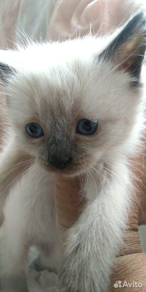 Милые котята купить на Зозу.ру - фотография № 4
