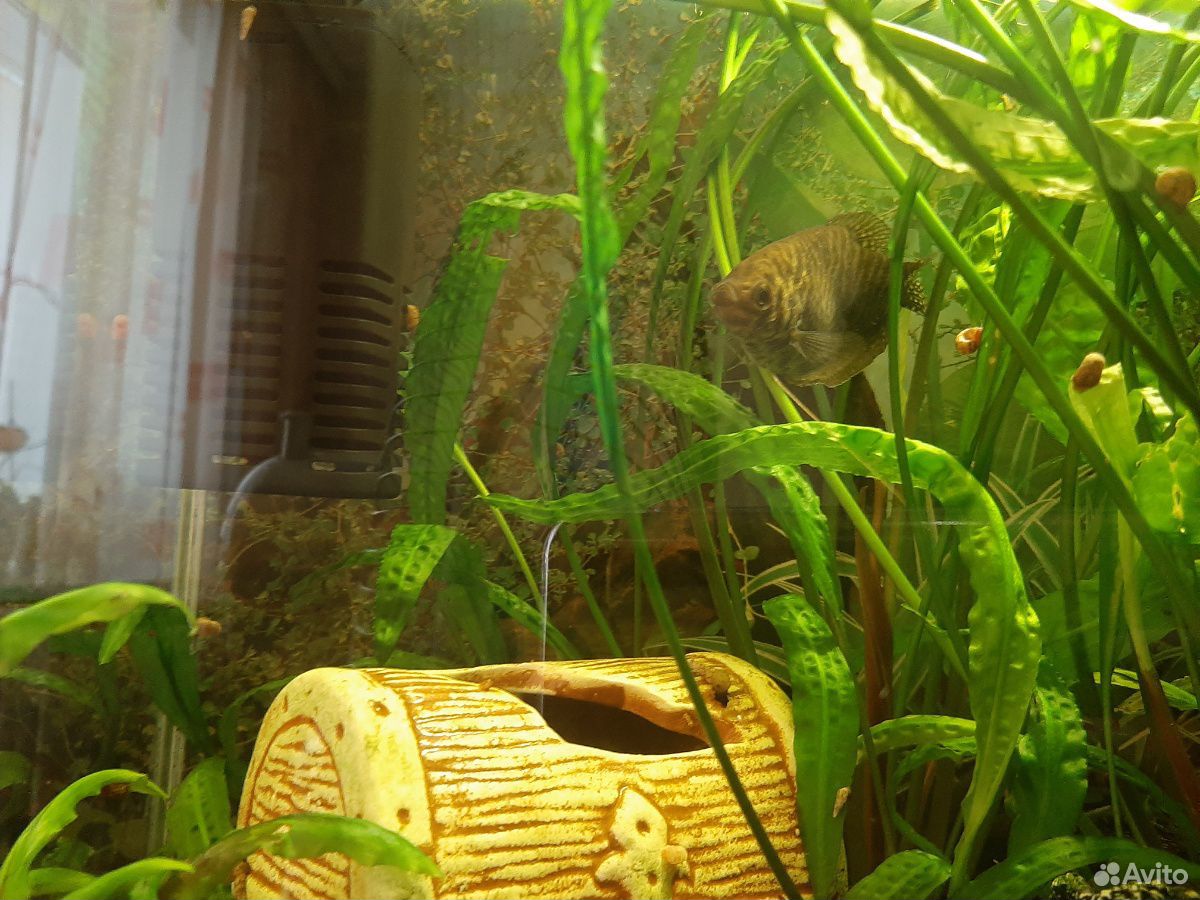 Аквариумное растение, рыбки,аквариум купить на Зозу.ру - фотография № 2