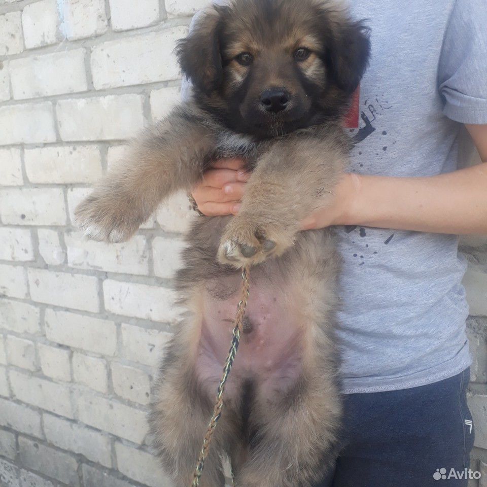 Собака на охрану купить на Зозу.ру - фотография № 3
