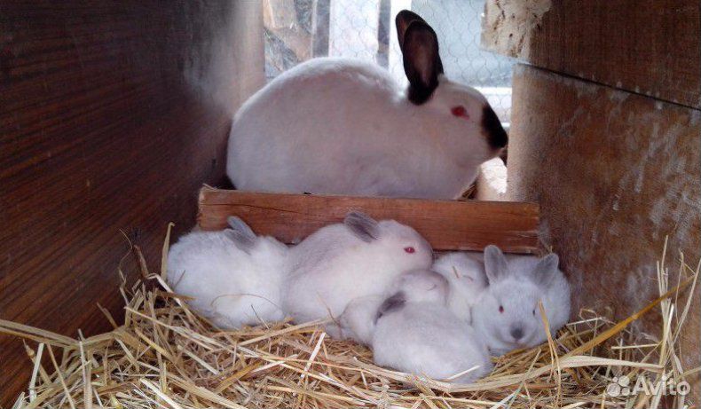 Калифорнийские кролики самки купить на Зозу.ру - фотография № 2