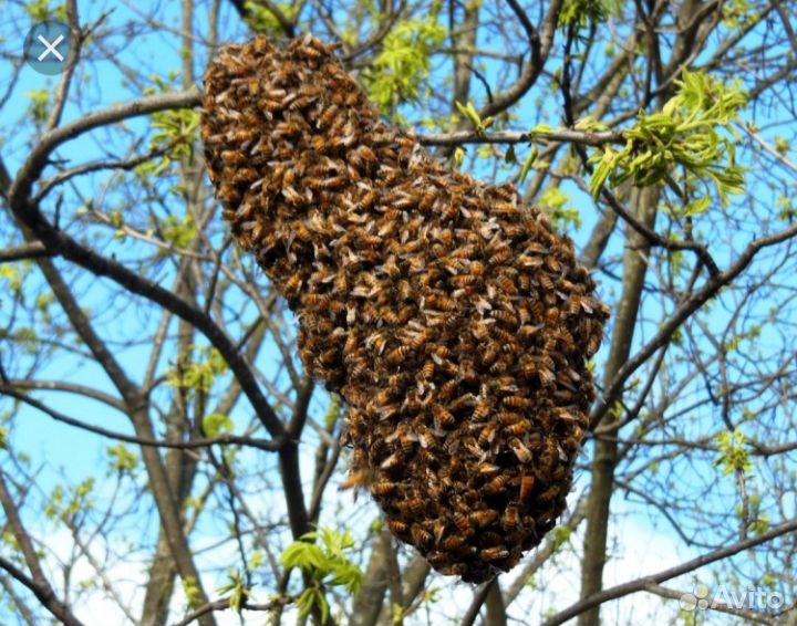 Пчёлы.Сниму рой пчёл купить на Зозу.ру - фотография № 1