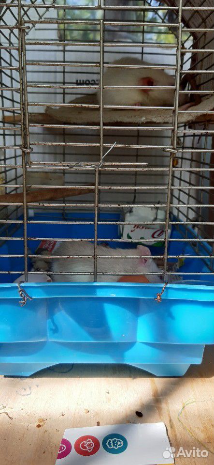 Крысы купить на Зозу.ру - фотография № 5