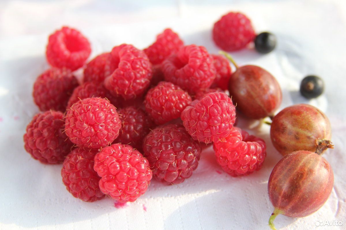 Продам ягоду, малина,смородина.облепиха купить на Зозу.ру - фотография № 1