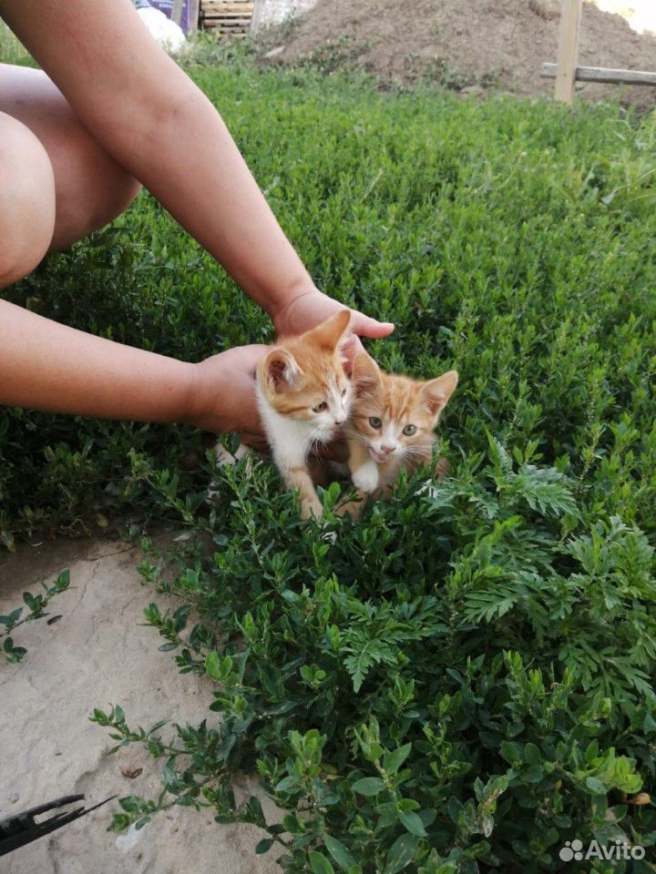 Коты купить на Зозу.ру - фотография № 4