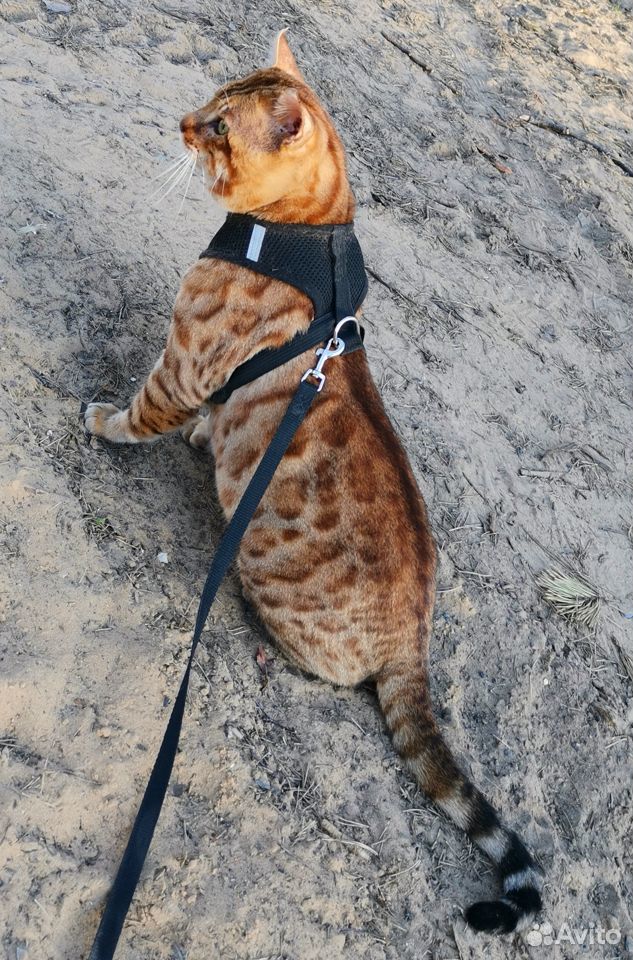 Бенгальский кот. Вязка купить на Зозу.ру - фотография № 4