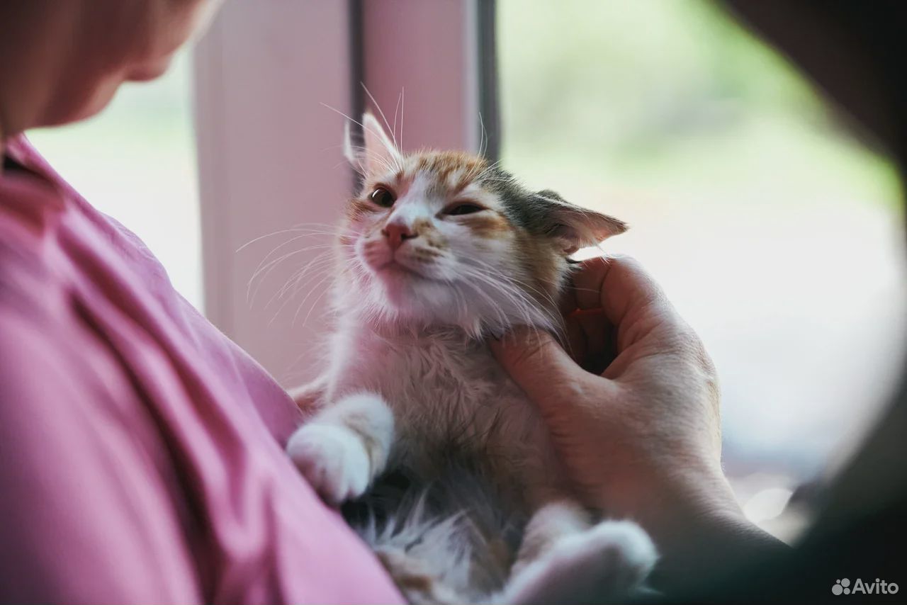 Котенок Лисонька в добрые руки купить на Зозу.ру - фотография № 8