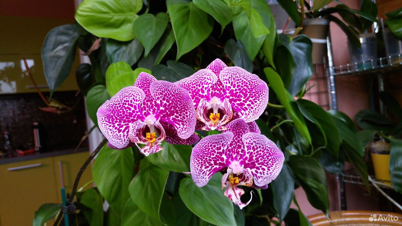 Орхидея Phal.Mei Dar Prince "King" купить на Зозу.ру - фотография № 1
