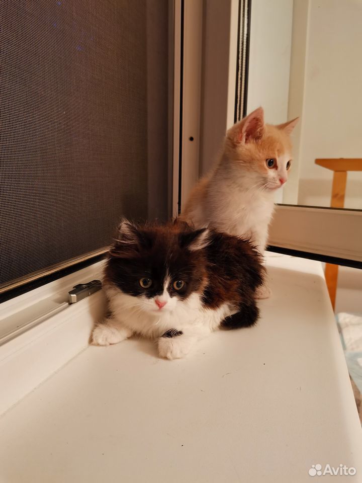 Два котенка - ищу мампап купить на Зозу.ру - фотография № 1